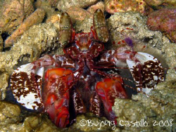 Smasher mantis with cleaner shrimp on shoulder - Taken at... by Arthur Castillo 